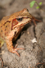 Common frog