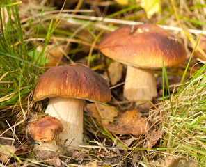 Penny bun mushrooms