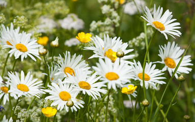 Fototapeta premium Wildflowers: chamomiles and buttercups 