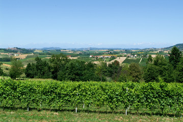 Fototapeta na wymiar Vineyards of Monterrato on Piedmont
