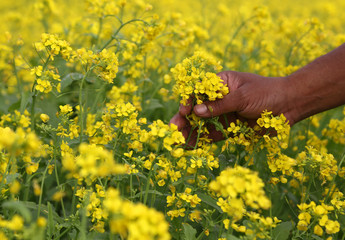 Mustard field
