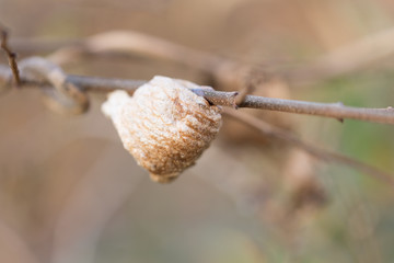 カマキリの卵