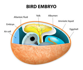bird embryo © designua
