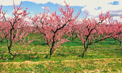 ARBRE A FRUIT LYONNAIS