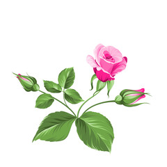Fototapeta premium Pink rose.