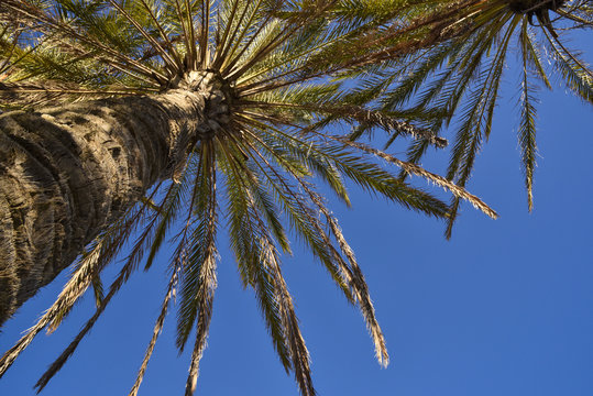Palmeras