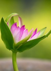 Close up blooming lotus