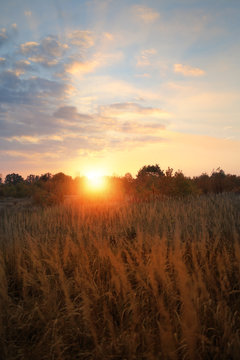 Sunny end of a day on the field