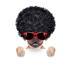 silly dog