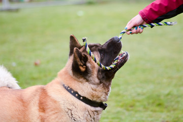 Akita dog pulling on tug toy