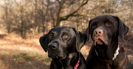 two labradors