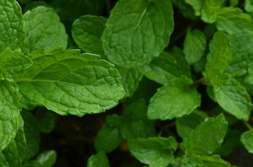 Fototapeta na wymiar Fresh raw mint leaves