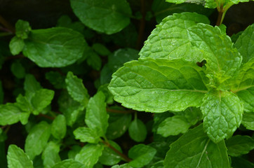Fresh raw mint leaves