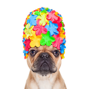 swimming cap dog