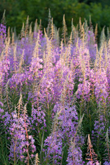 Fototapeta premium Fireweed flowers 