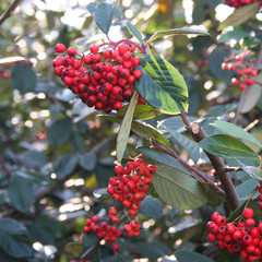 cespuglio dalle bacche rosse_ Cotoneaster