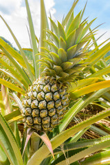 pineapple