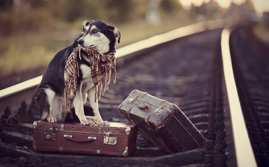 Mongrel on rails with suitcases.