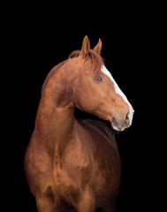 Obraz na płótnie Canvas Chestnut horse head on black background.