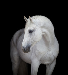 White horse on black, isolated. - obrazy, fototapety, plakaty