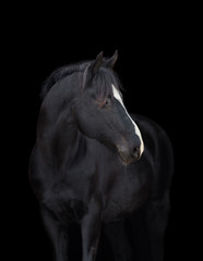 Black horse head on black background, isolated.