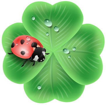 clover with a ladybug
