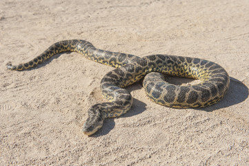 Naklejka premium Desert rock python on sandy ground