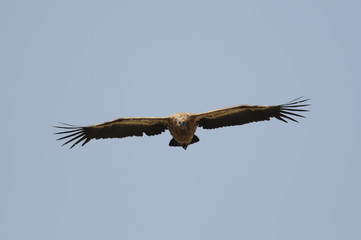 Griffon Vulture (Gyps fulvus)