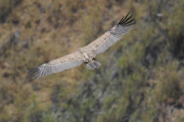 Griffon Vulture (Gyps fulvus)