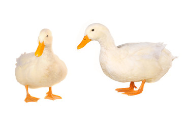 two duck