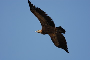 Griffon Vulture in flight