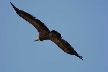 Griffon Vulture (Gyps fulvus)