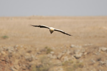 Egyptian Vulture (Neophron percnopterus)