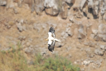 Egyptian Vulture (Neophron percnopterus)