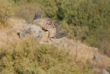 Griffon Vulture (Gyps fulvus)