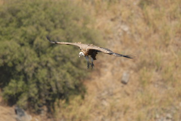 Griffon Vulture (Gyps fulvus)