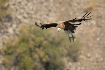 Griffon Vulture (Gyps fulvus)