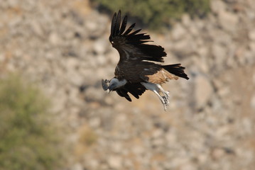 Griffon Vulture (Gyps fulvus)