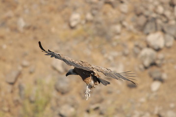Griffon Vulture (Gyps fulvus)