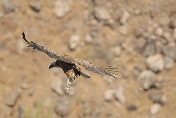 Griffon Vulture (Gyps fulvus)
