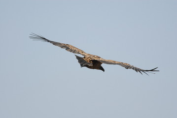 Griffon Vulture (Gyps fulvus)