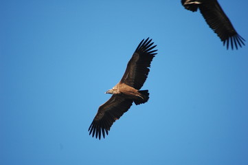 Griffon Vulture (Gyps fulvus)