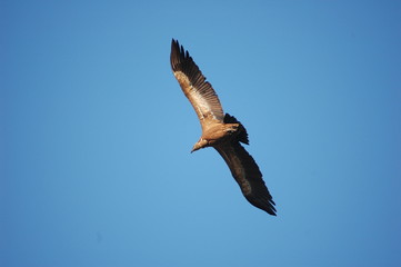 Griffon Vulture (Gyps fulvus)