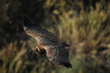Fototapeta premium Griffon Vulture (Gyps fulvus)