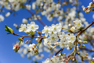 Cherry flowers