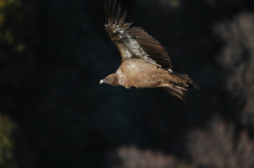 Griffon Vulture (Gyps fulvus)