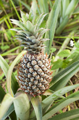 Obraz premium Pineapple plant