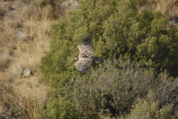 Griffon Vulture (Gyps fulvus)