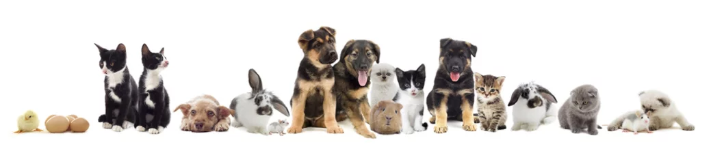 Foto op Plexiglas Dierenarts set van huisdieren