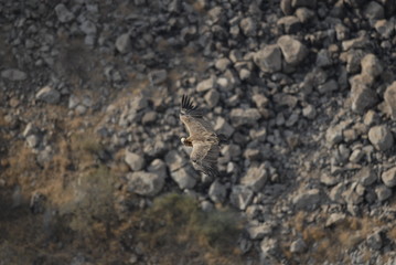 Griffon Vulture (Gyps fulvus)